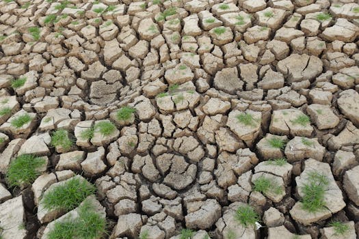 Climate Crisis: How Changing Weather Patterns Impact Ethiopian Agriculture