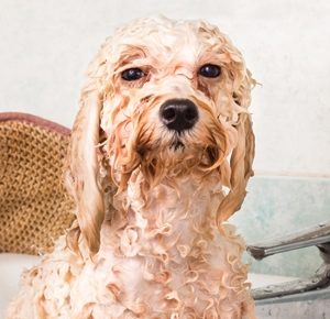 Dig up the Facts to Healthy Miami Dog Grooming